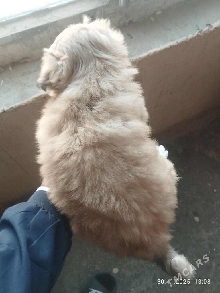 щеночек - Мары - img 3