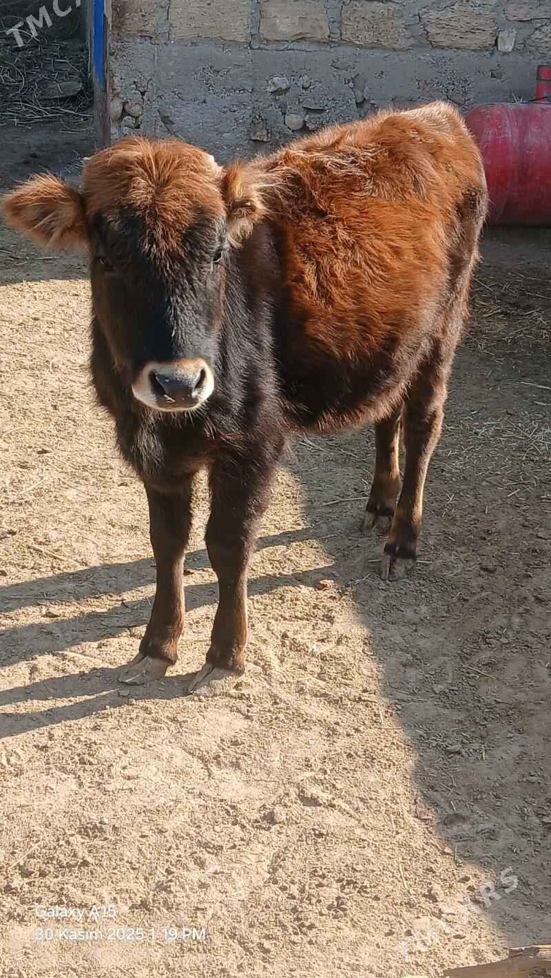 Ardana - Эсенгулы - img 2