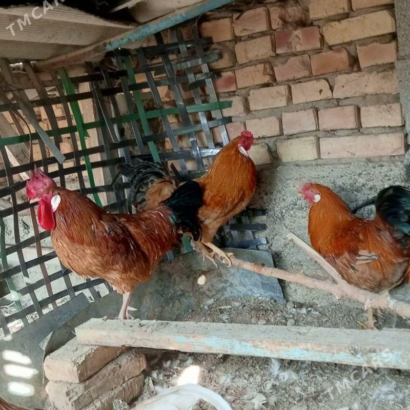 Horazlar - Гёкдепе - img 2