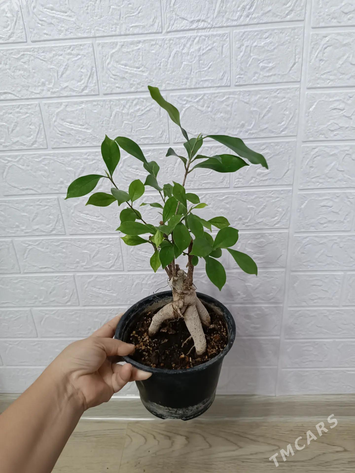 БОНСАЙ - Ашхабад - img 2