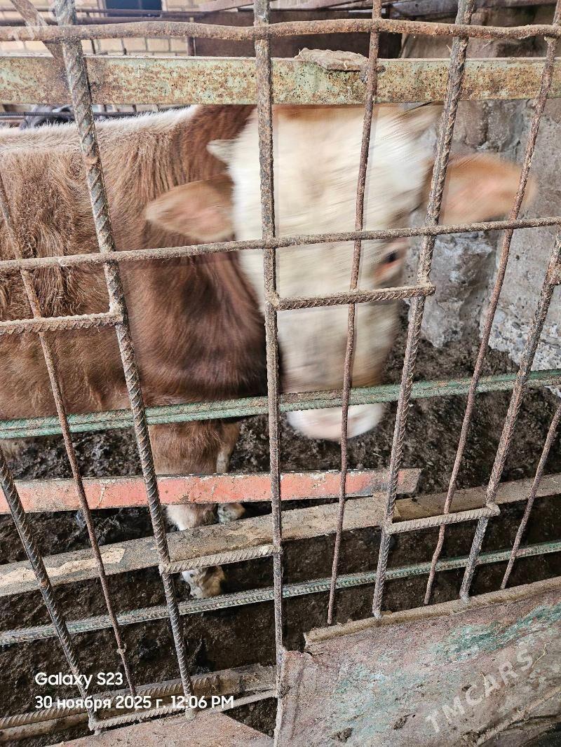 okuz - Gurtly - img 2