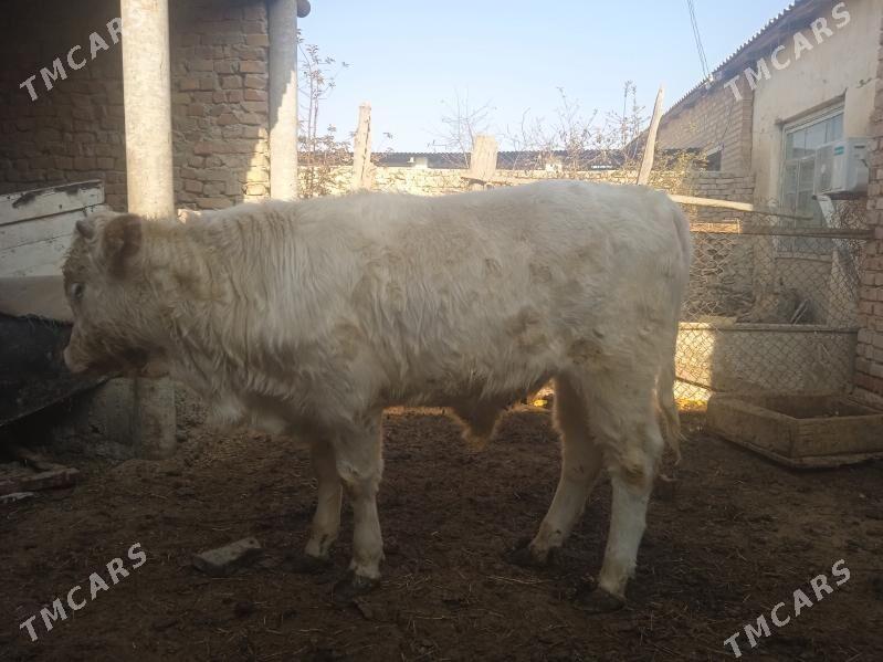 Ökiz - Bäherden - img 2