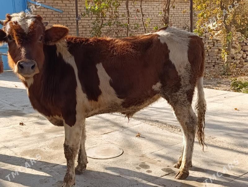 BAKLYK okuzler - Türkmenabat - img 7