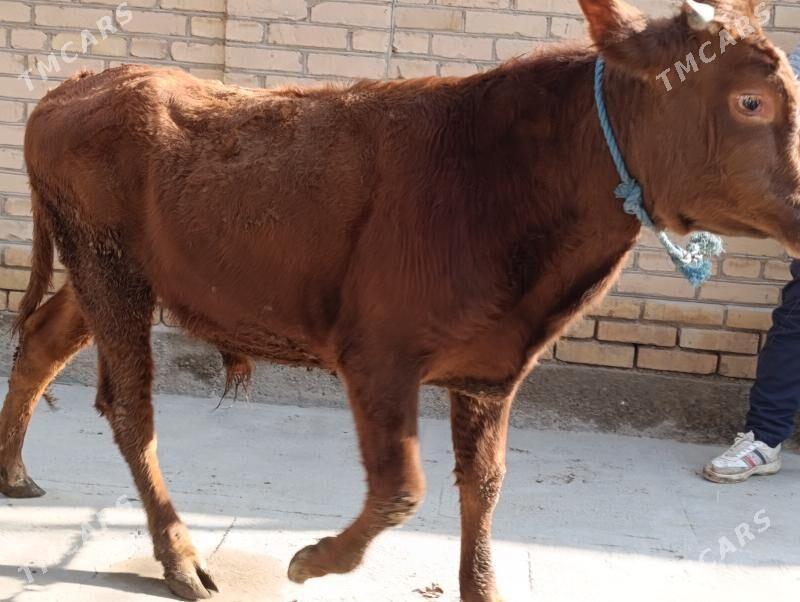 BAKLYK okuzler - Türkmenabat - img 2