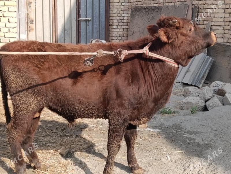 BAKLYK okuzler - Türkmenabat - img 3