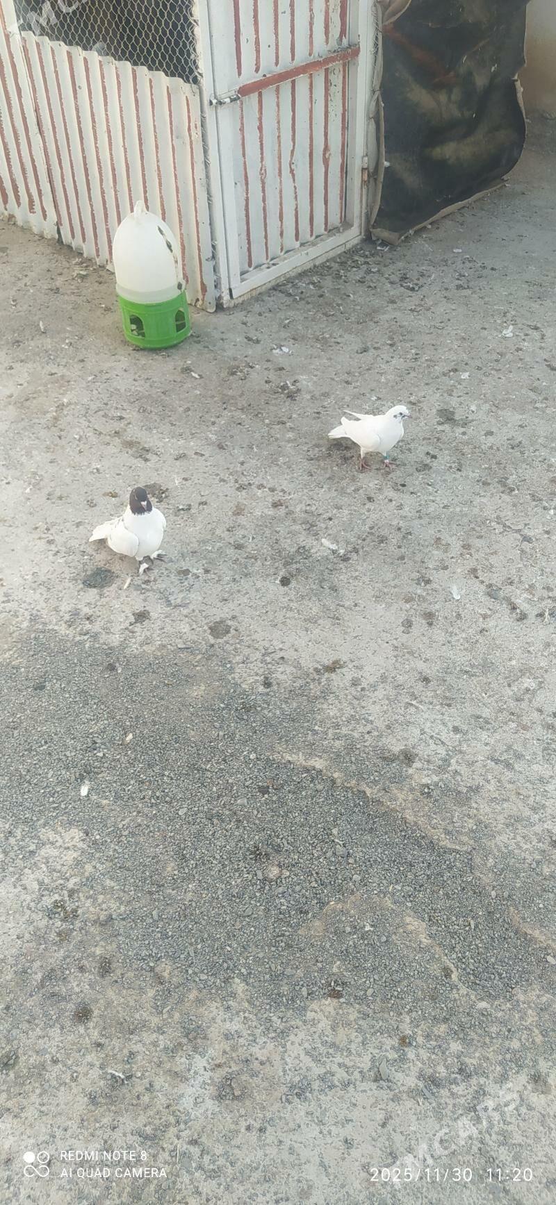 kepderi - Hitrowka - img 3