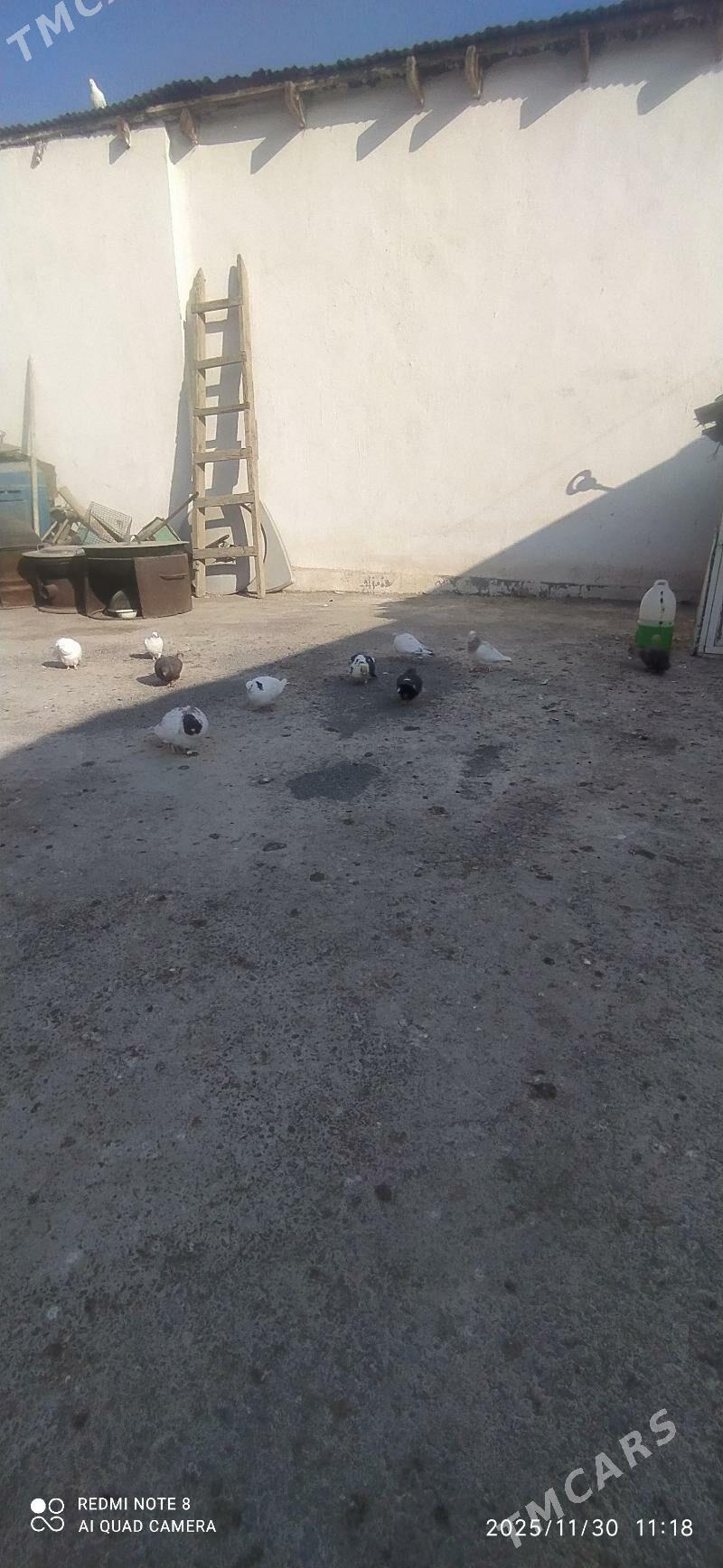 kepderi - Hitrowka - img 2