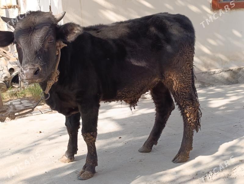 BAKLYK okuzler - Türkmenabat - img 5