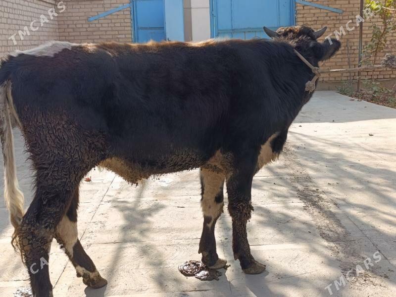 BAKLYK okuzler - Türkmenabat - img 4