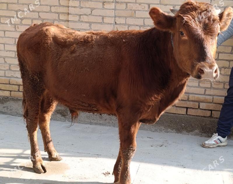 BAKLYK okuzler - Türkmenabat - img 1