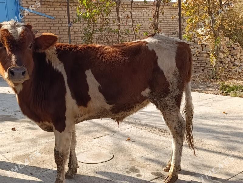 BAKLYK okuzler - Türkmenabat - img 8