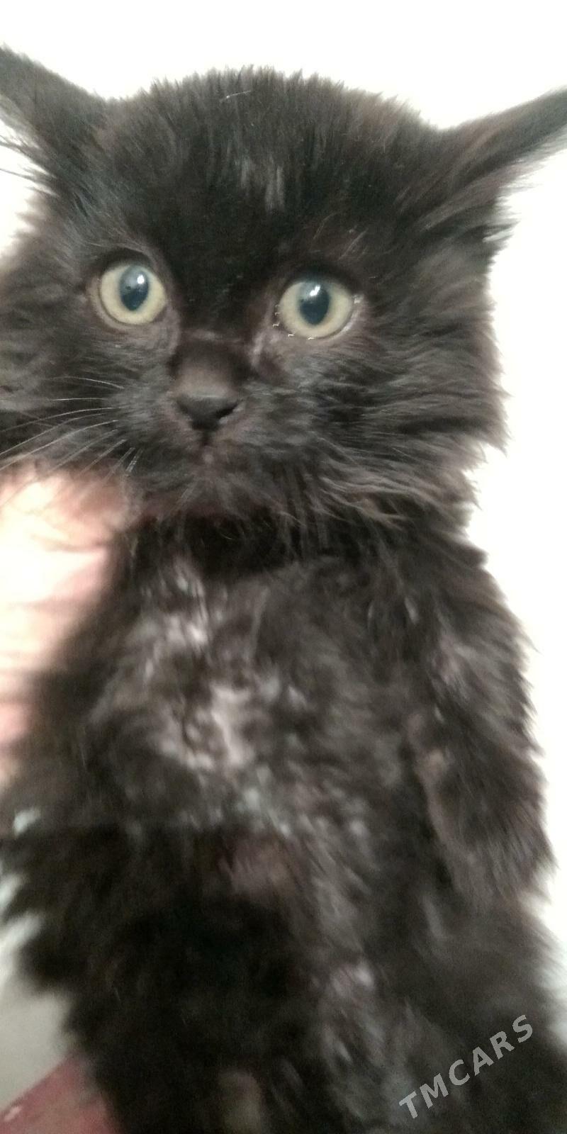 Котенок в добрые руки !!! - Балканабат - img 3