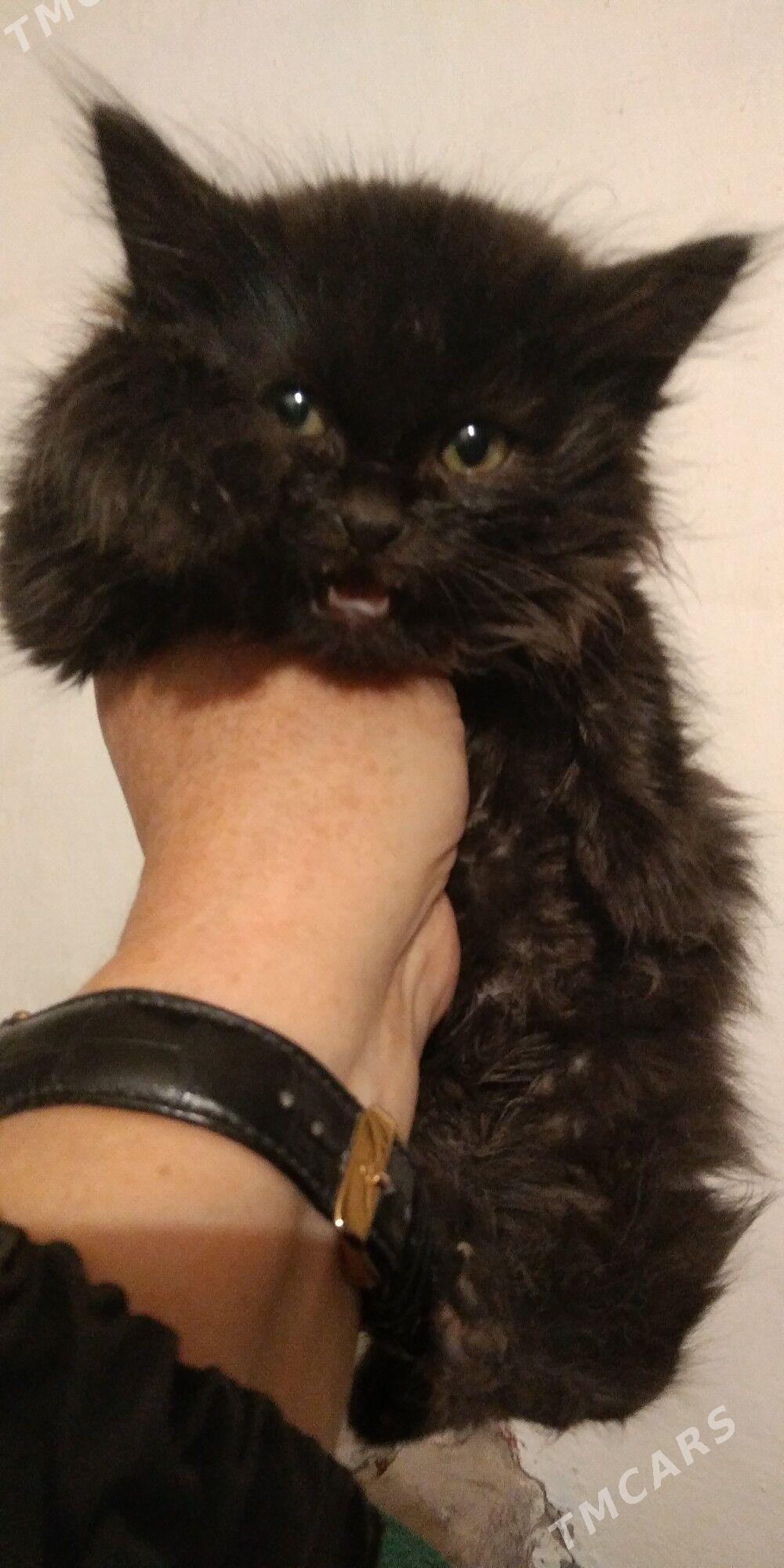 Котенок в добрые руки !!! - Балканабат - img 2