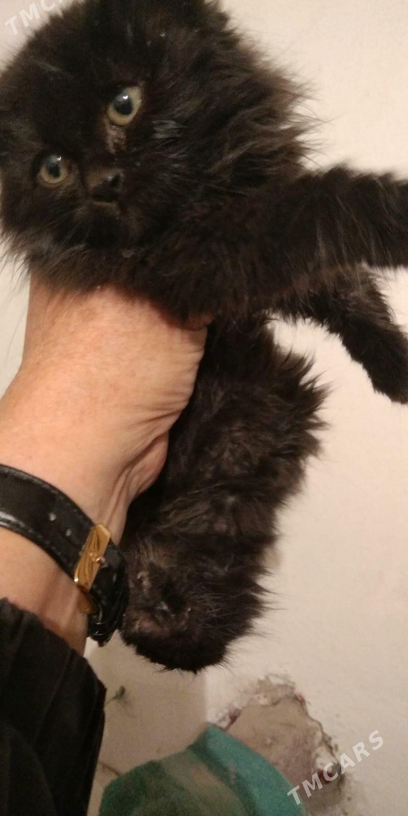 Котенок в добрые руки !!! - Балканабат - img 4