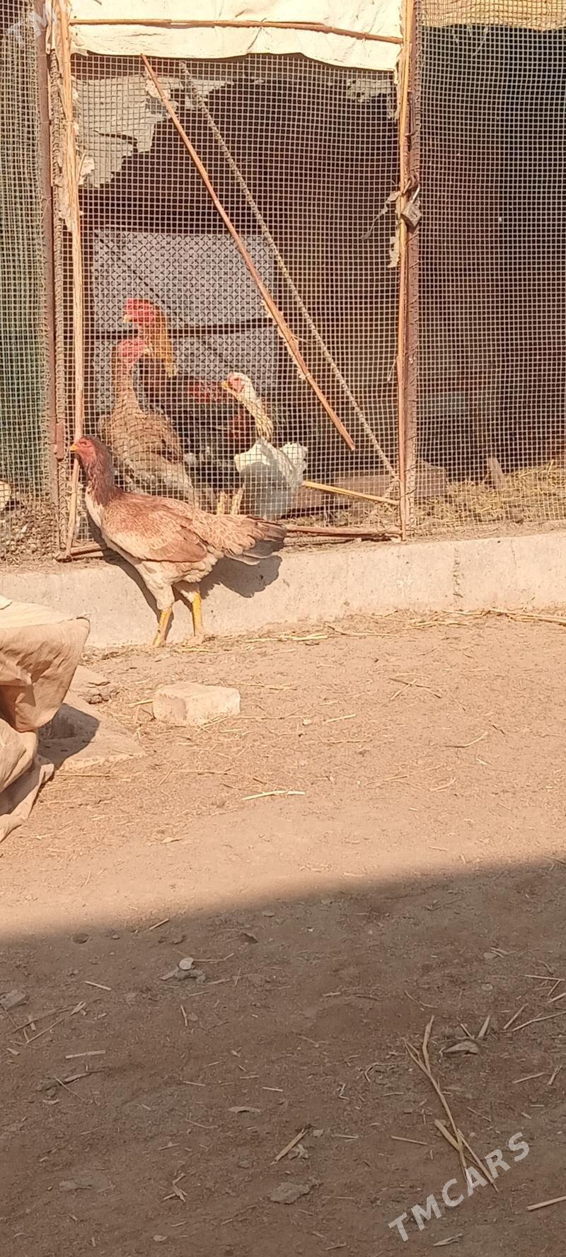 байтсовы товык - Фарап - img 2