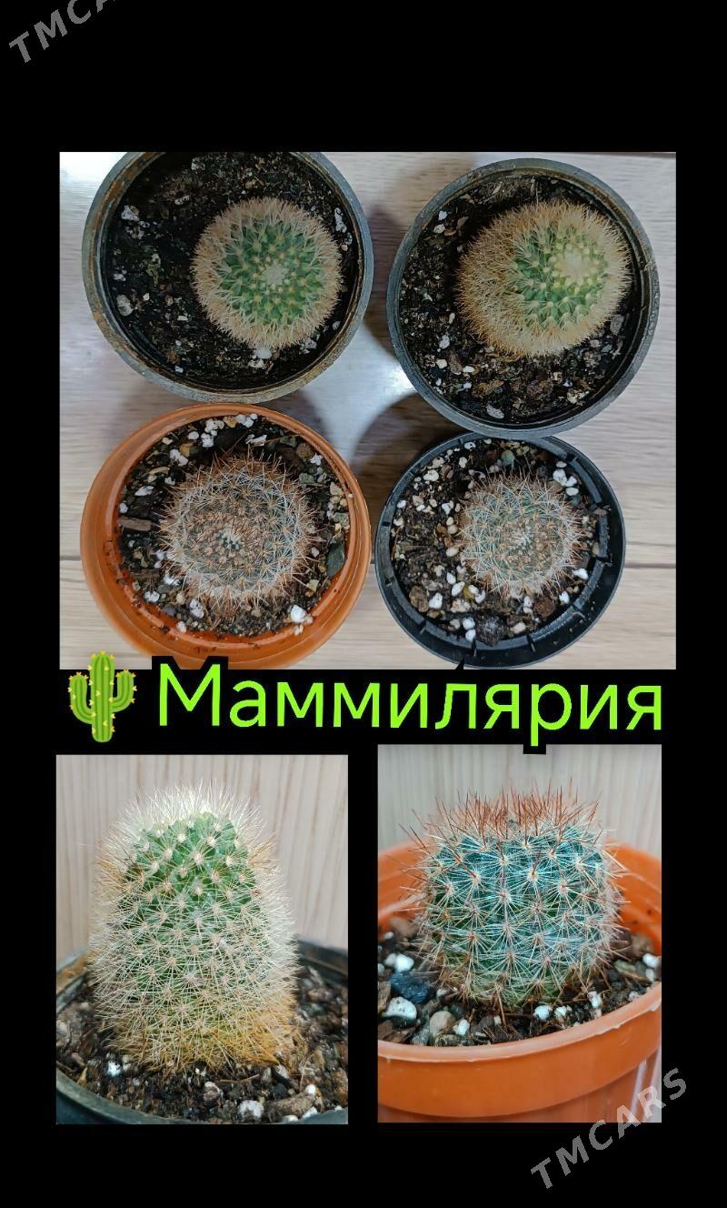 суккуленты/кактусы 10-75ман - Гаудан "В" - img 2