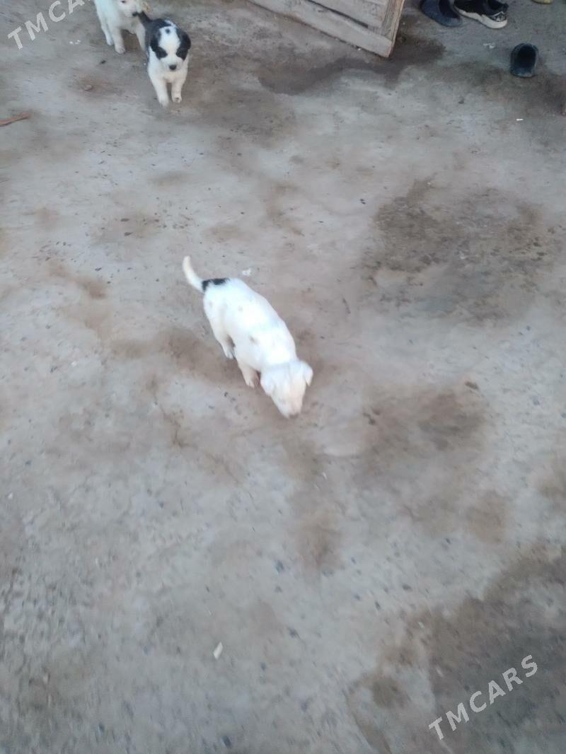 gujk - Sakar - img 4