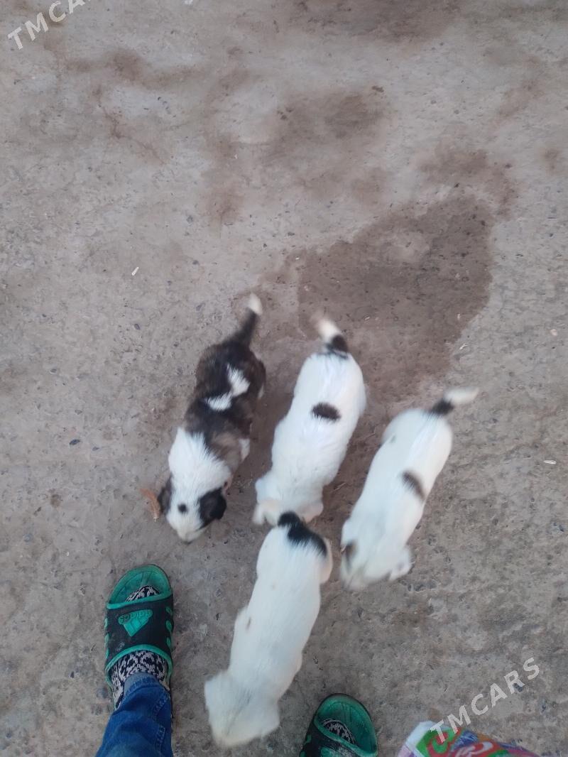 gujk - Sakar - img 3