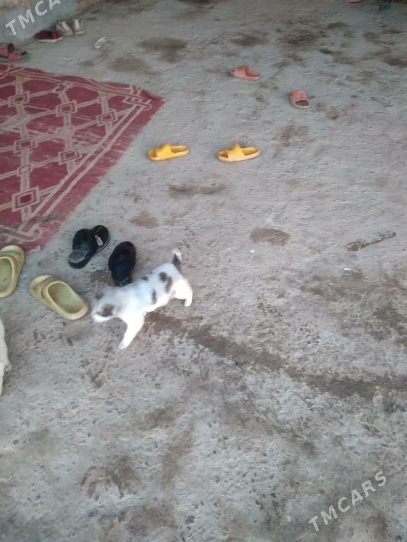 gujk - Sakar - img 2