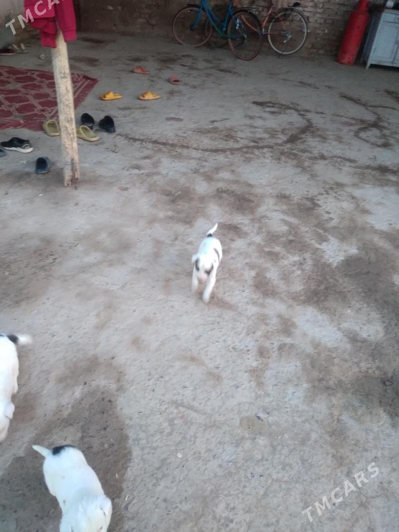 gujk - Sakar - img 5