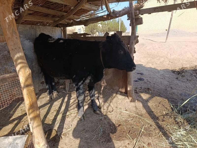 okuz tohumy kelek okuzencykan - Векильбазар - img 2