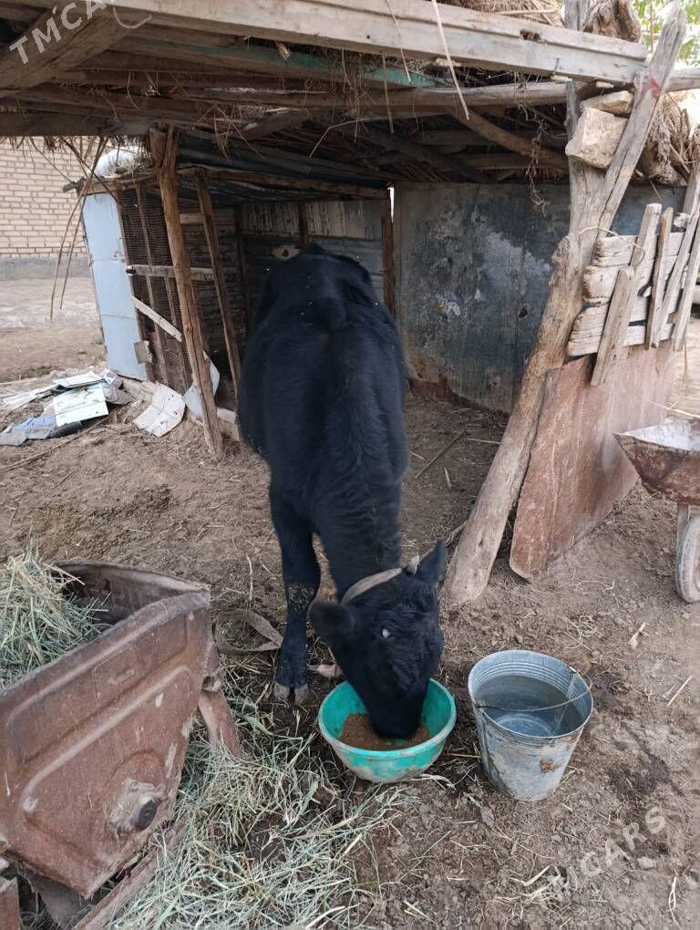 okuz tohumy kelek okuzencykan - Векильбазар - img 3