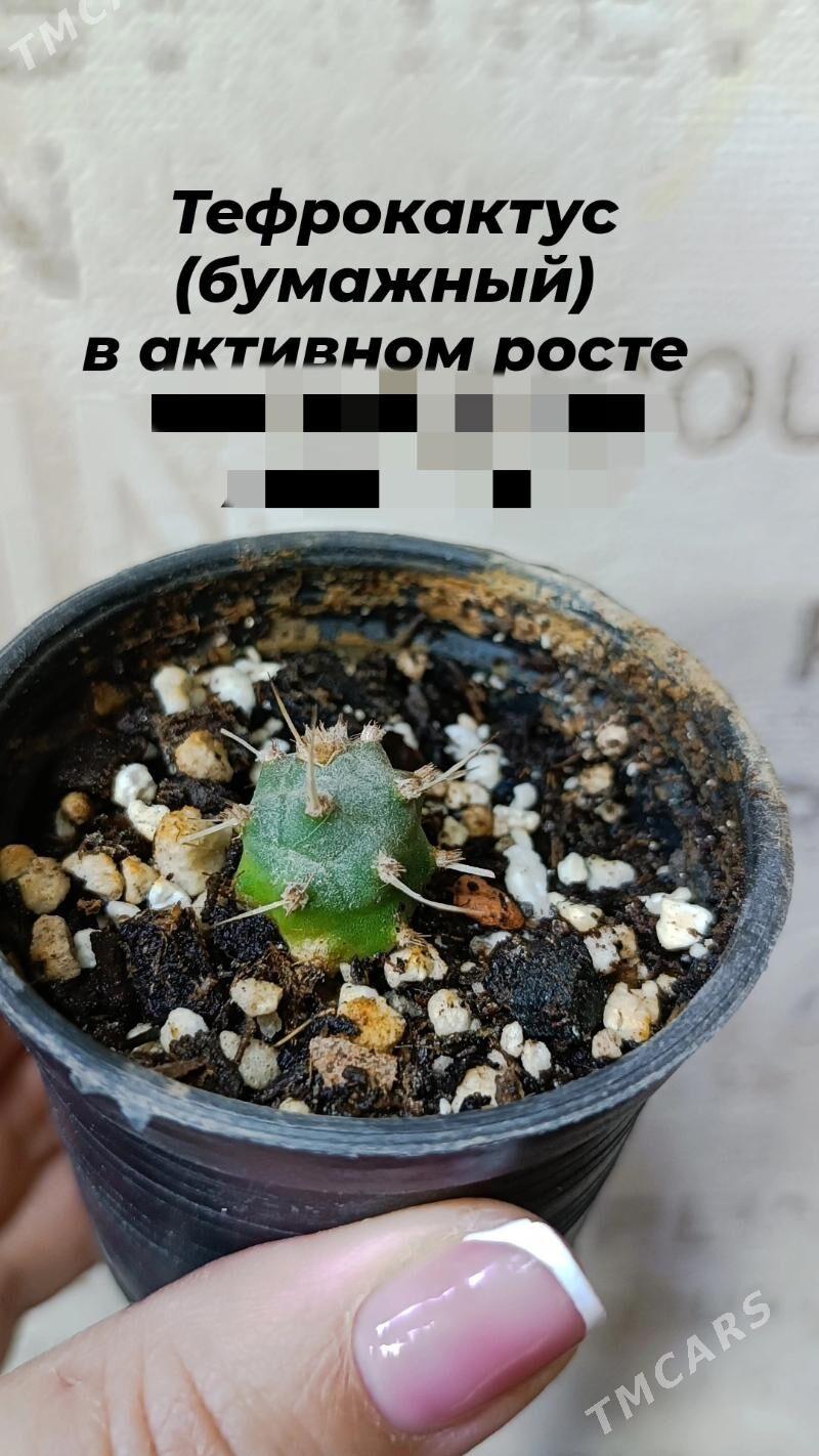 суккуленты/кактусы 10-75ман - Гаудан "В" - img 4