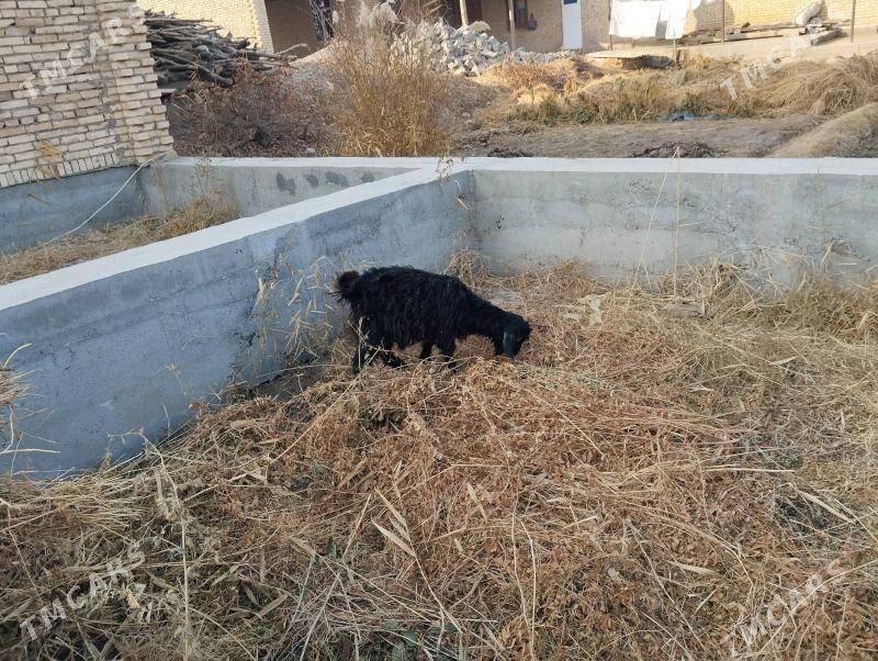 geci - Çärjew - img 2