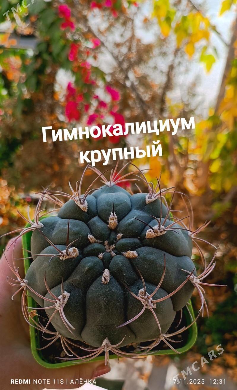 суккуленты/кактусы 10-75ман - Гаудан "В" - img 3