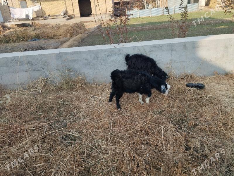 geci - Çärjew - img 3