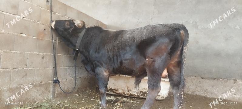 öküz - Бузмеин - img 3