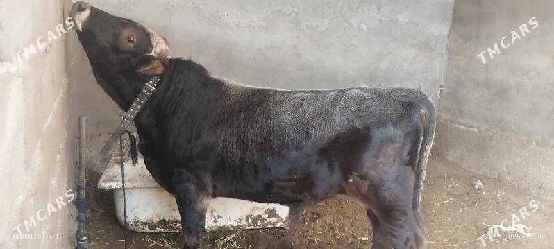 öküz - Бузмеин - img 2