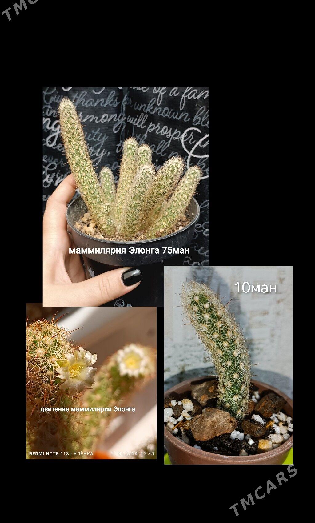 суккуленты/кактусы 10-75ман - Гаудан "В" - img 5