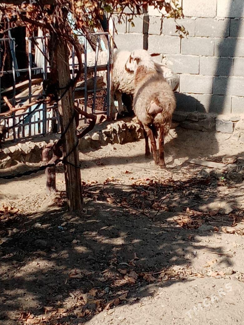 Bag goyun - Bereket - img 2