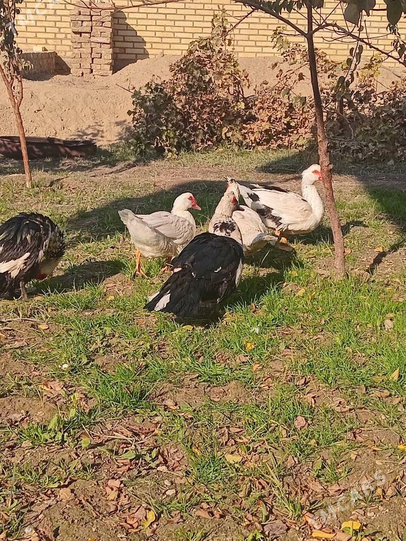 indawutga.erkek - Мары - img 2