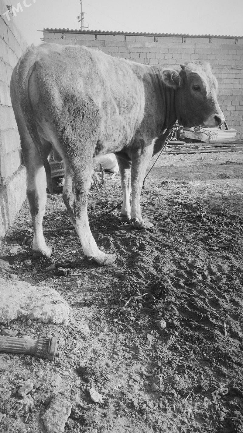 ökuz - Анев - img 3