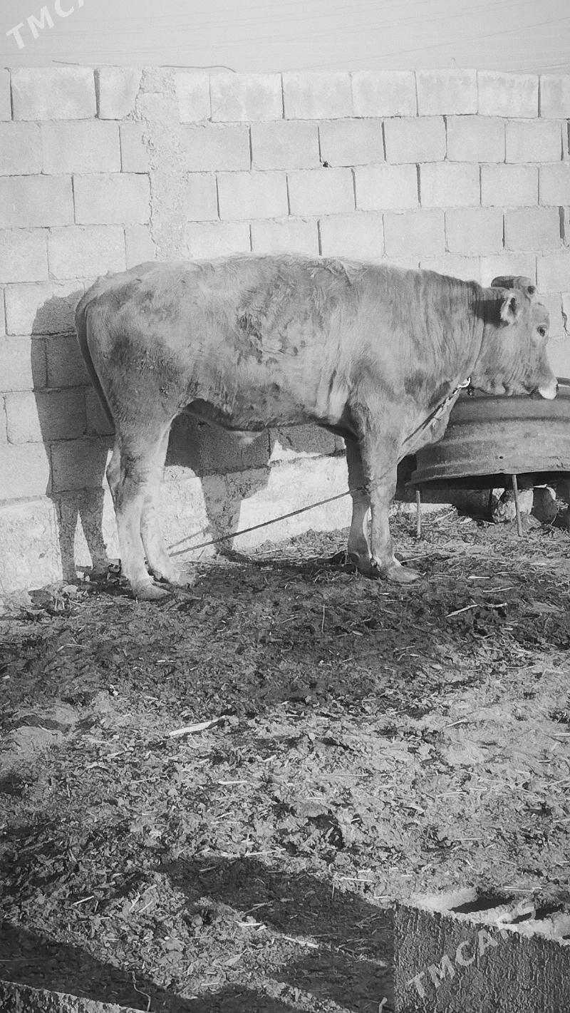 ökuz - Анев - img 2