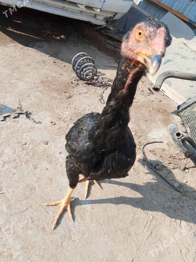 horaz - Чарджоу - img 3