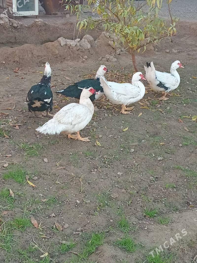 indawutga.erkek - Мары - img 3