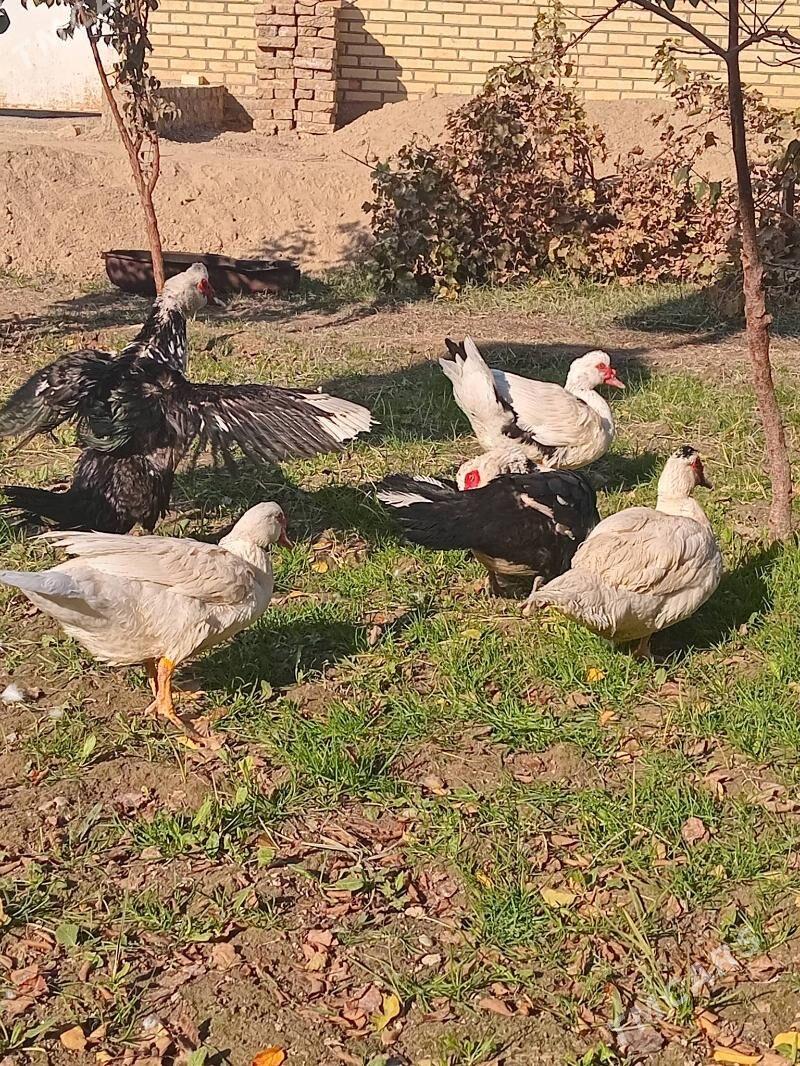 indawutga.erkek - Мары - img 4