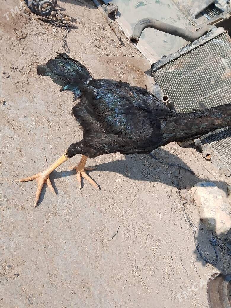 horaz - Чарджоу - img 2