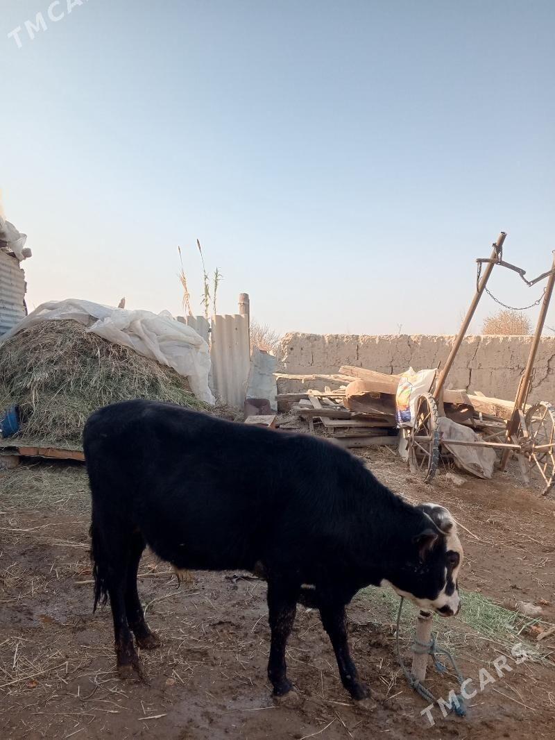 okuz - Чарджоу - img 2