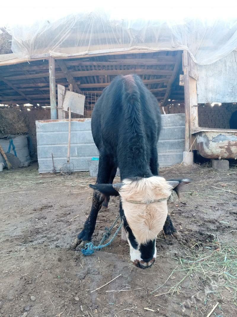 okuz - Чарджоу - img 3