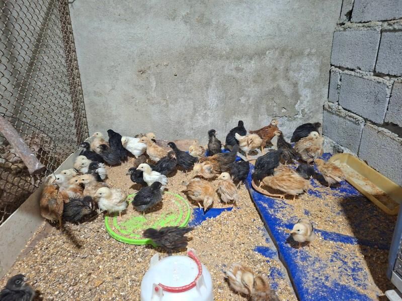 tejen paroda juje - Ашхабад - img 2