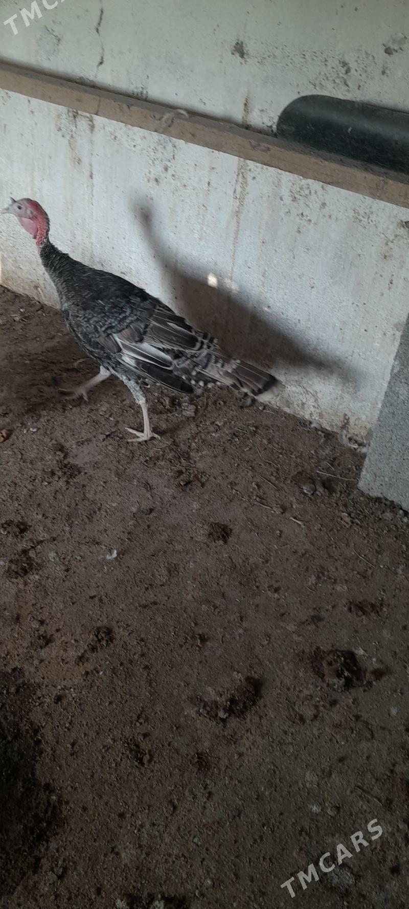 induk - Кака - img 2