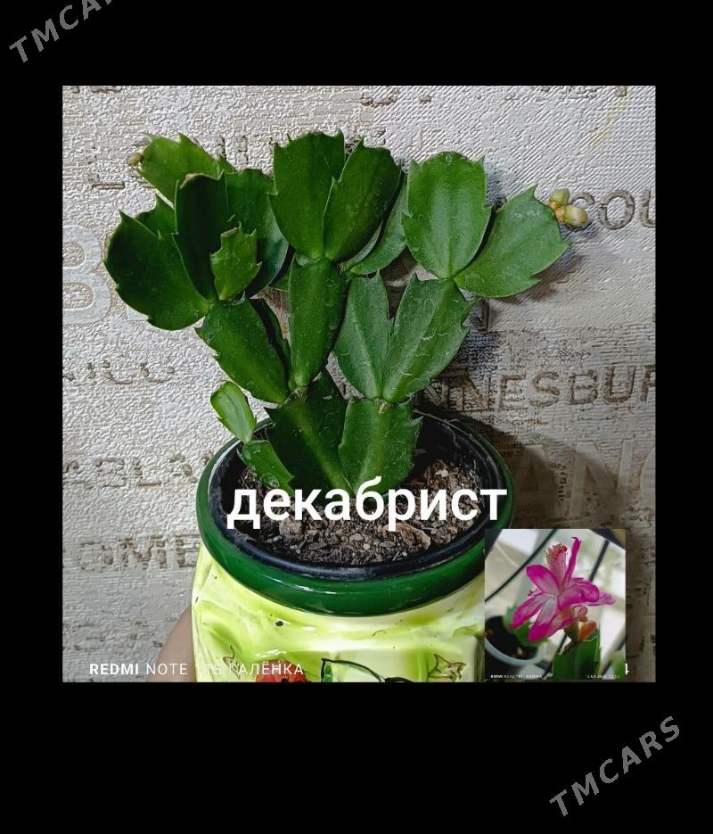 суккуленты/кактусы 10-75ман - Гаудан "В" - img 9