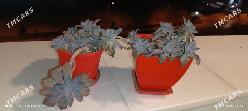 суккуленты/кактусы 10-75ман - Гаудан "В" - img 8