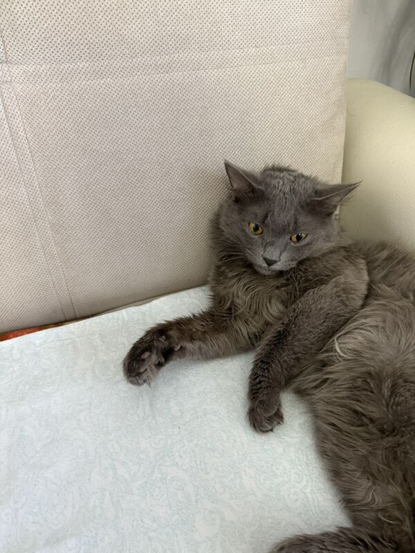 Кот‍ - Aşgabat - img 2