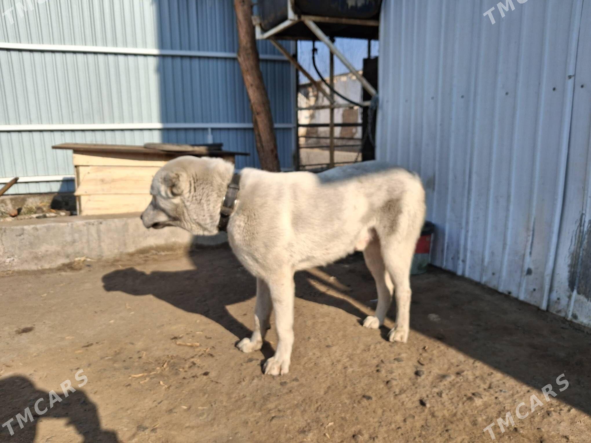 it - Туркменабат - img 2