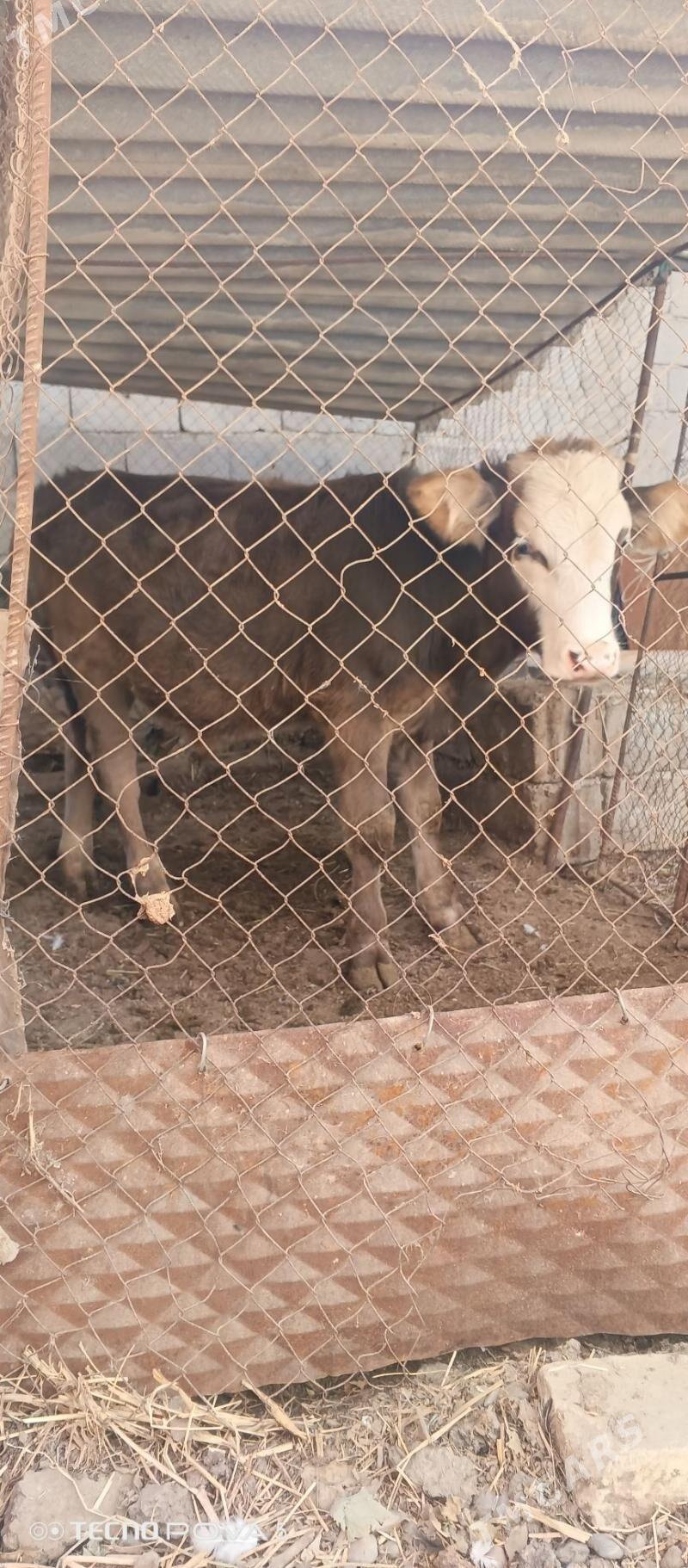 Öküz - Гёкдепе - img 2